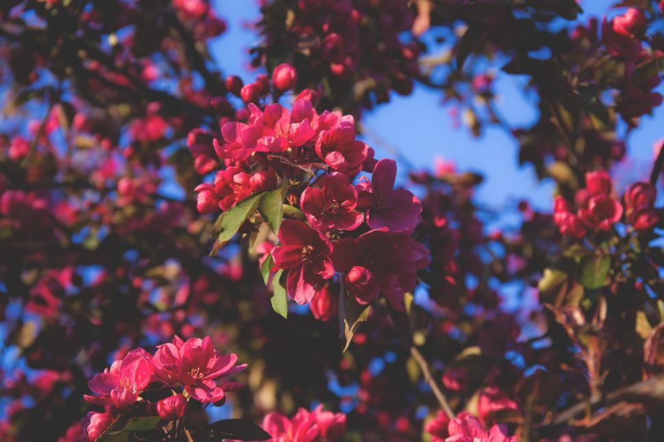 Free Image of Pink Flowers in Garden  