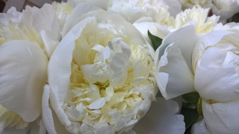 Free Image of Fresh White Flowers with petals  