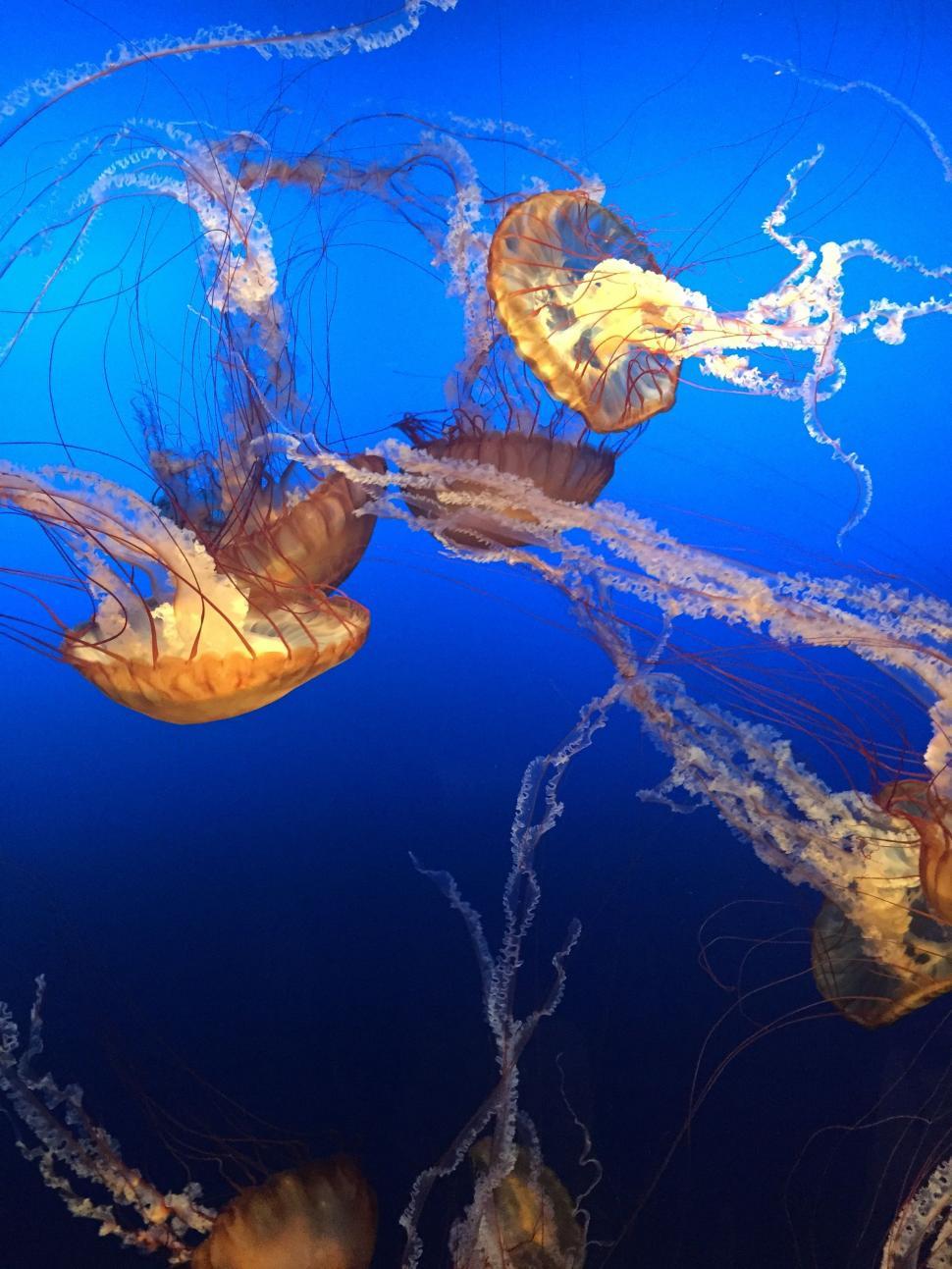 Free Image of Jellyfishes  