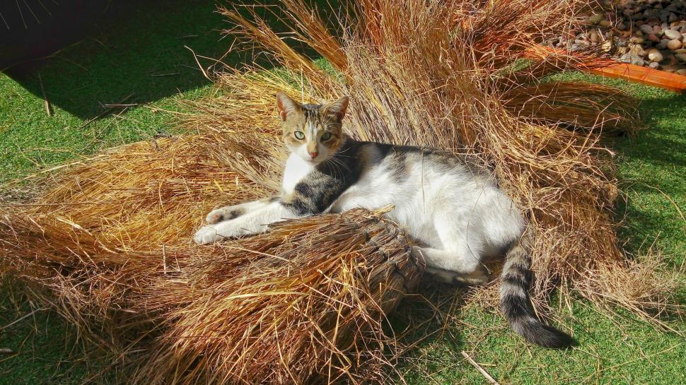Free Image of Cat on hay grass  