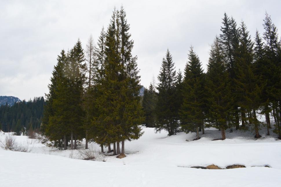 Free Image of Pine trees on snow mountains 