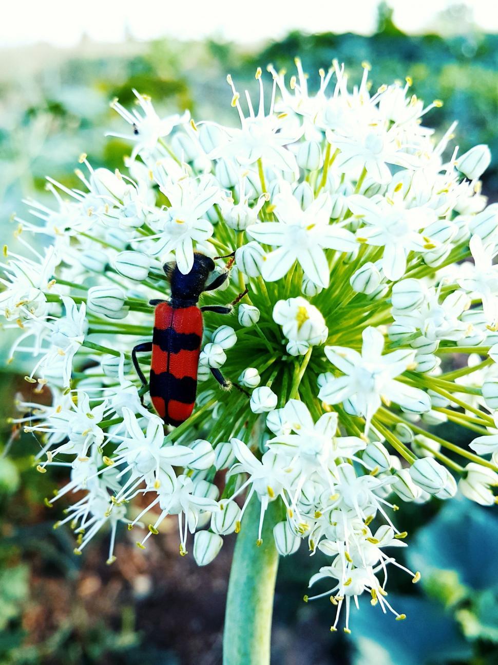Free Image of Red And Black Beetle 