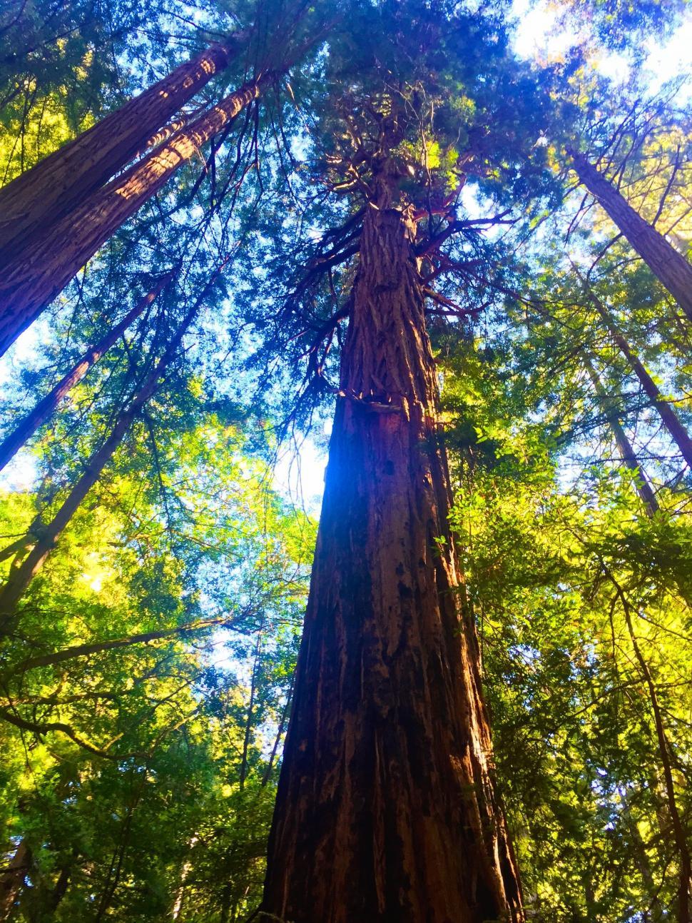 Free Image of Redwood Trees 