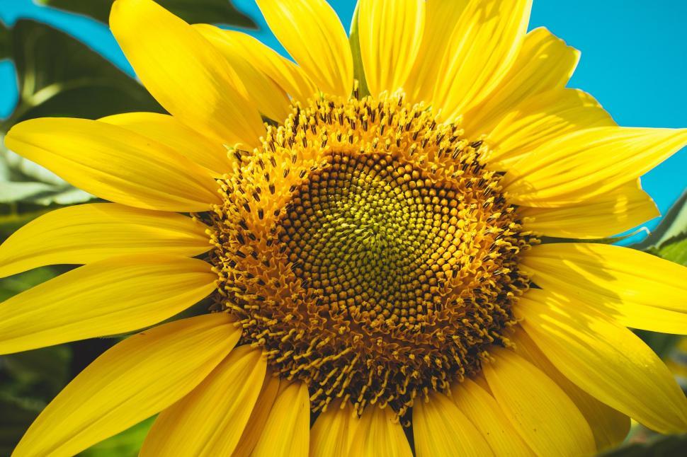 Free Image of Sunflower - Detailing   