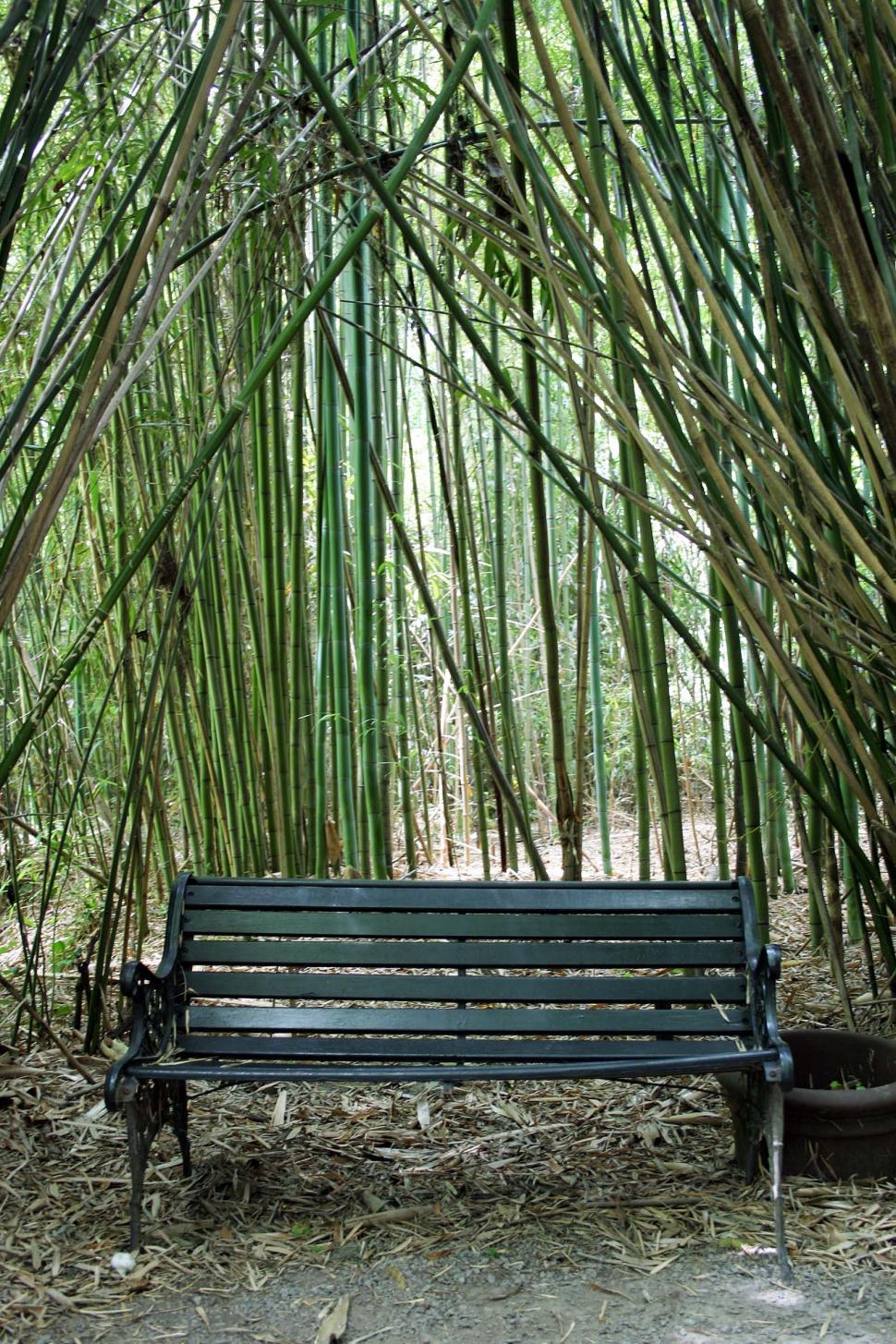 Free Image of Bench in Bamboo Forest 