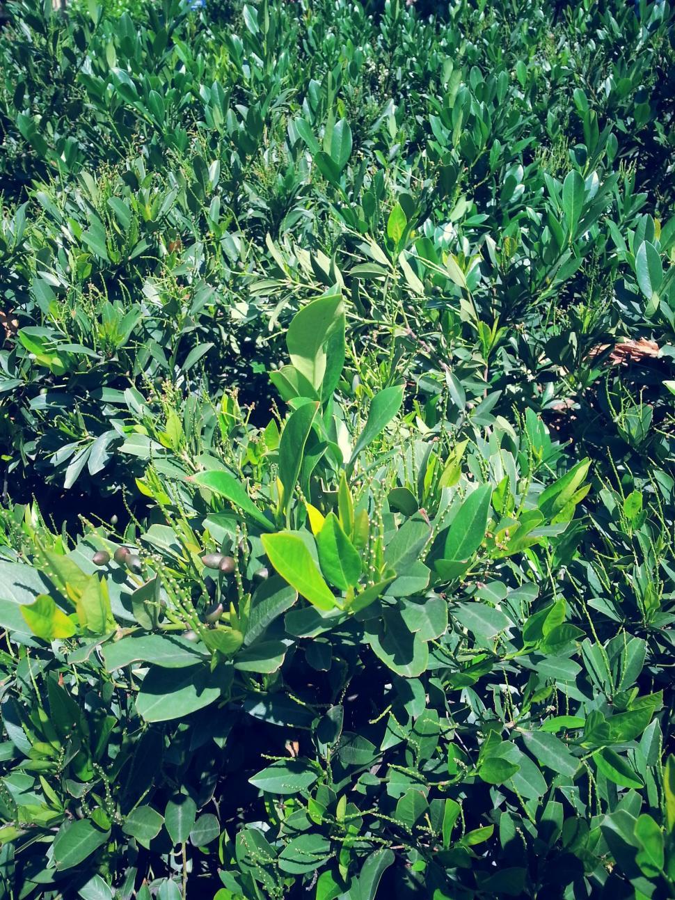 Free Image of Green Leaves Plants  
