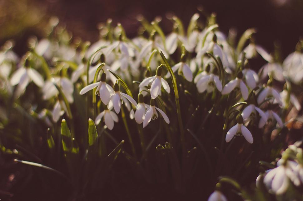 Free Image of Garden of White Flowers 