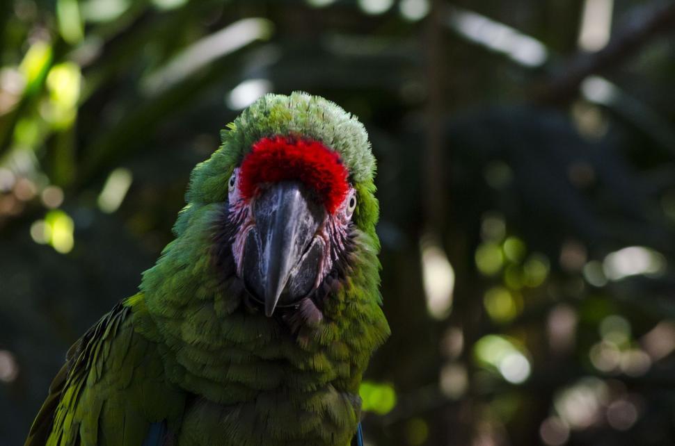 Free Image of Green Parrot - Looking at camera  