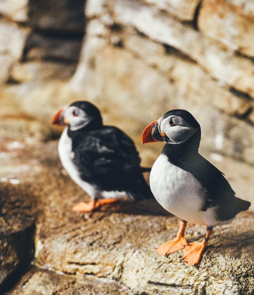 Free Image of Two Puffin on rock  