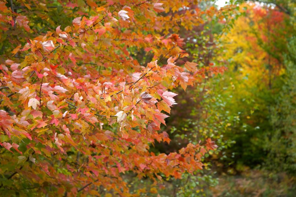 Free Image of Colorful Autumn Leaves 