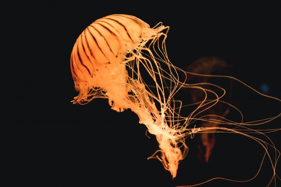 Free Image of Jellyfish in Water  