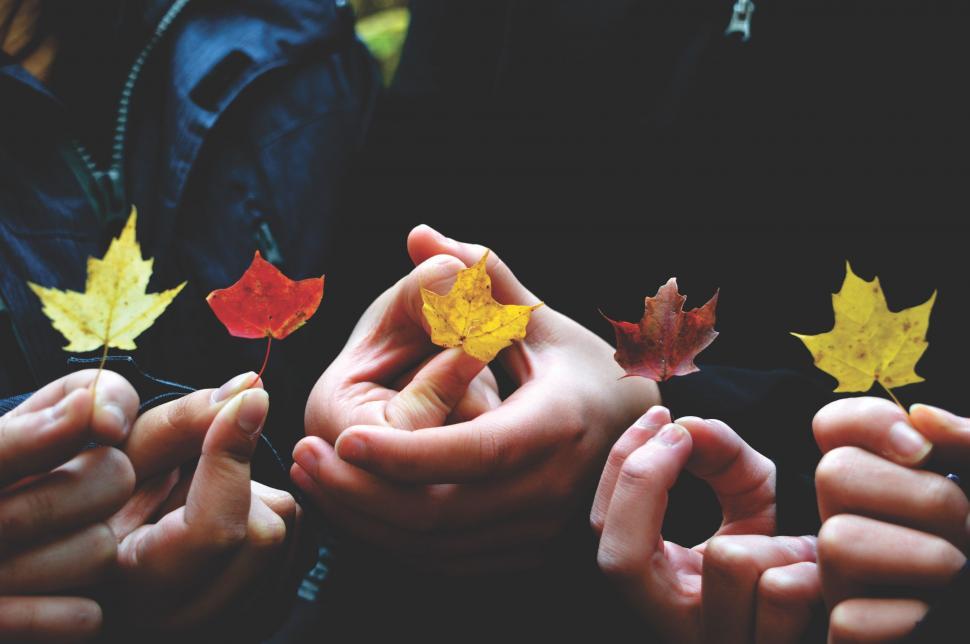Free Image of Autumn leaves in hands  