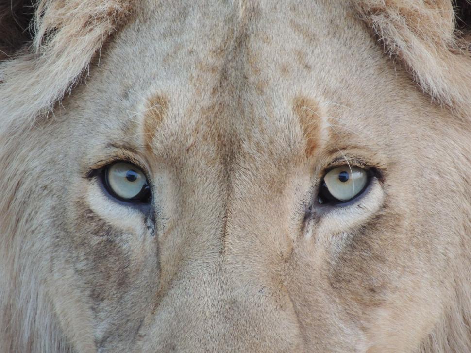 Free Image of Eyes of Lion 