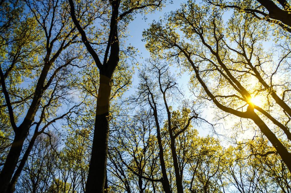 Free Image of Trees, Sky and Sunlight  