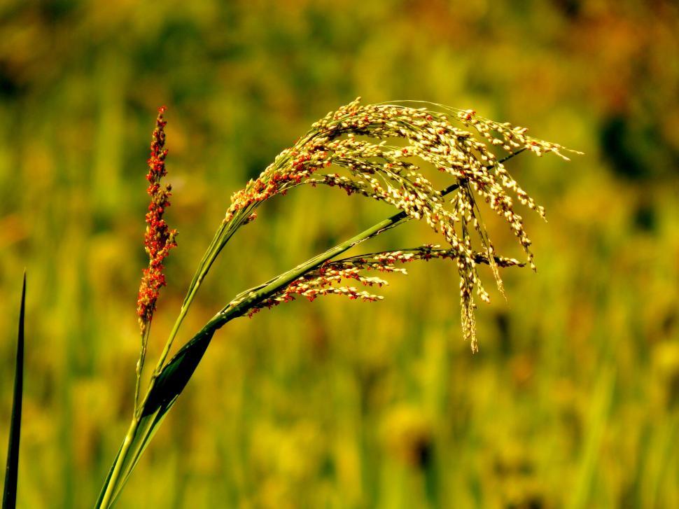 Free Image of Flower of rice 