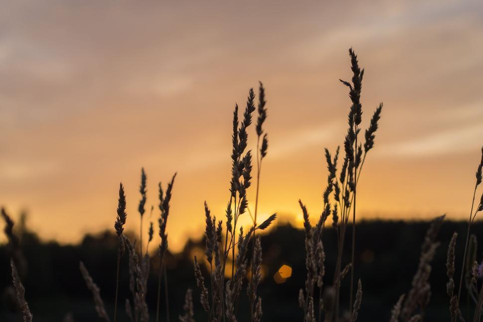 Free Image of Wheat field during sunset  