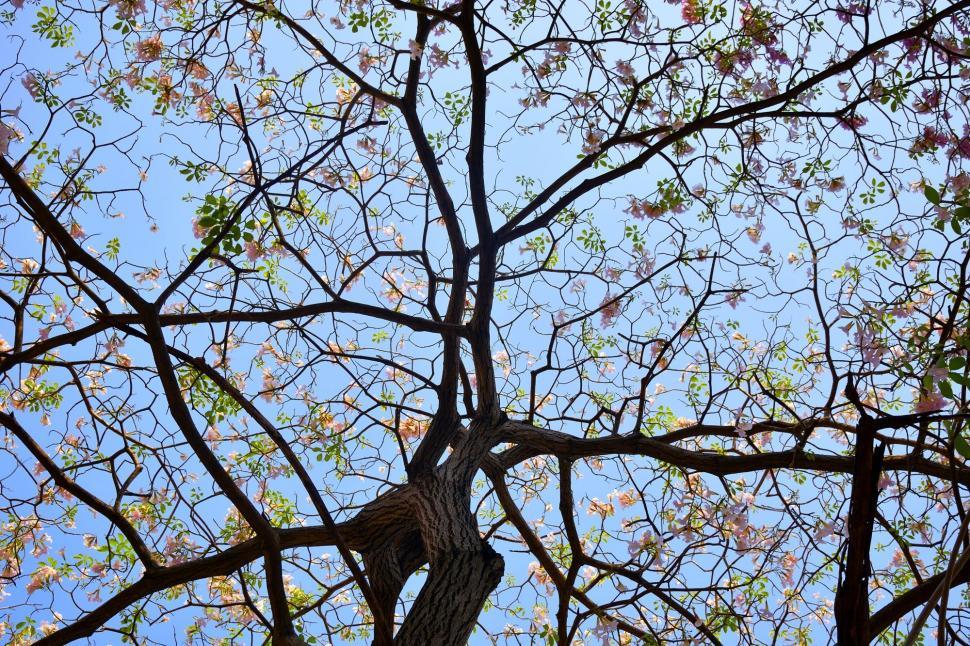Free Image of Trees Branches and Flowers With Sky  
