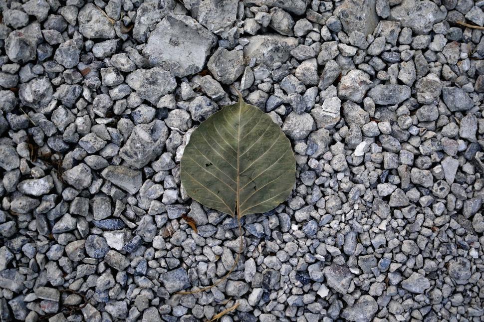 Free Image of Dried Leaf on Stone  