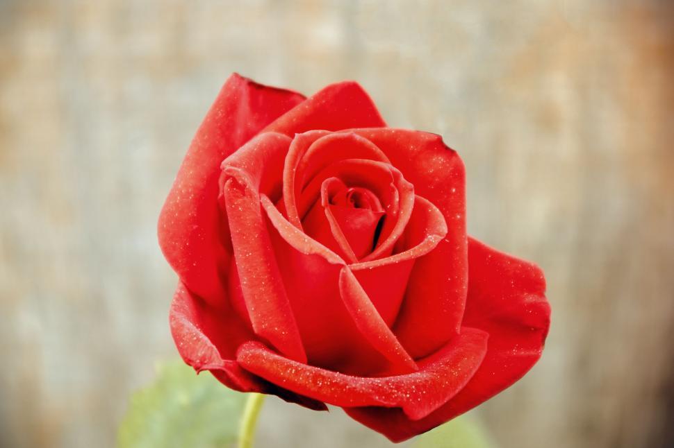 Free Image of Red Rose  