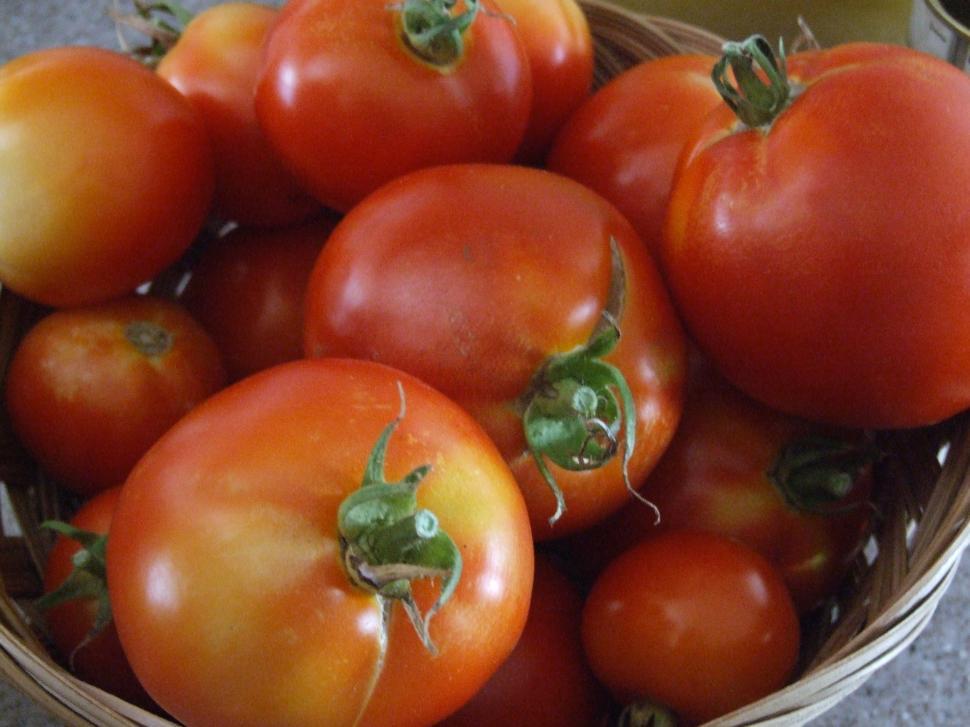 Free Image of Garden Tomatos 