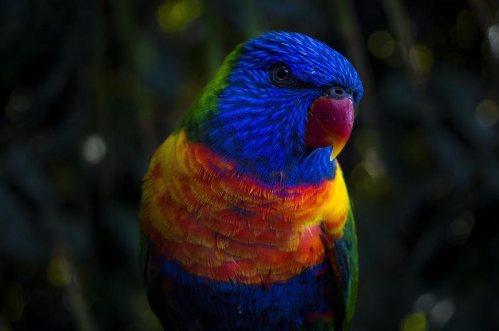 Free Image of Loriini (Colorful Parrot) 