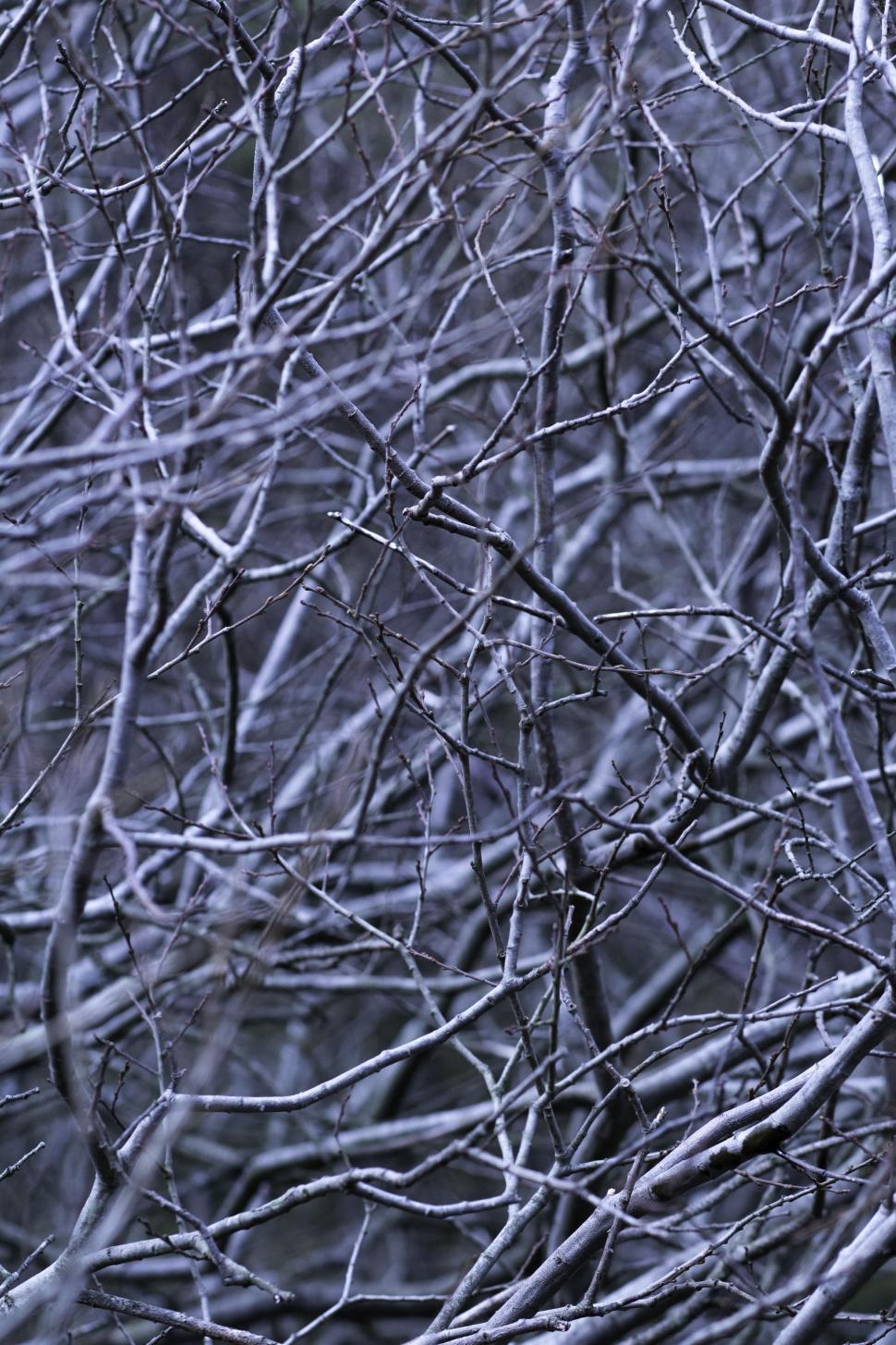 Free Image of Tree Branches - Background  
