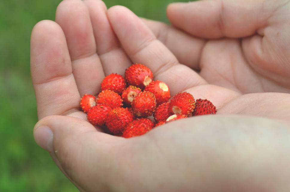 Free Image of Tiny strawberries 