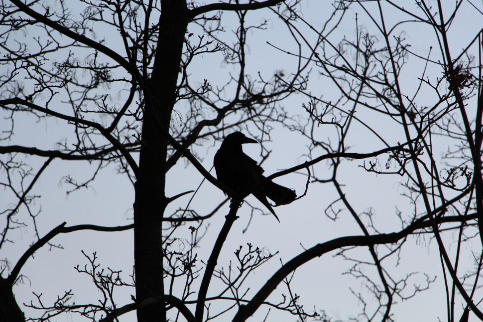 Free Image of Bird on tree with grey clouds  
