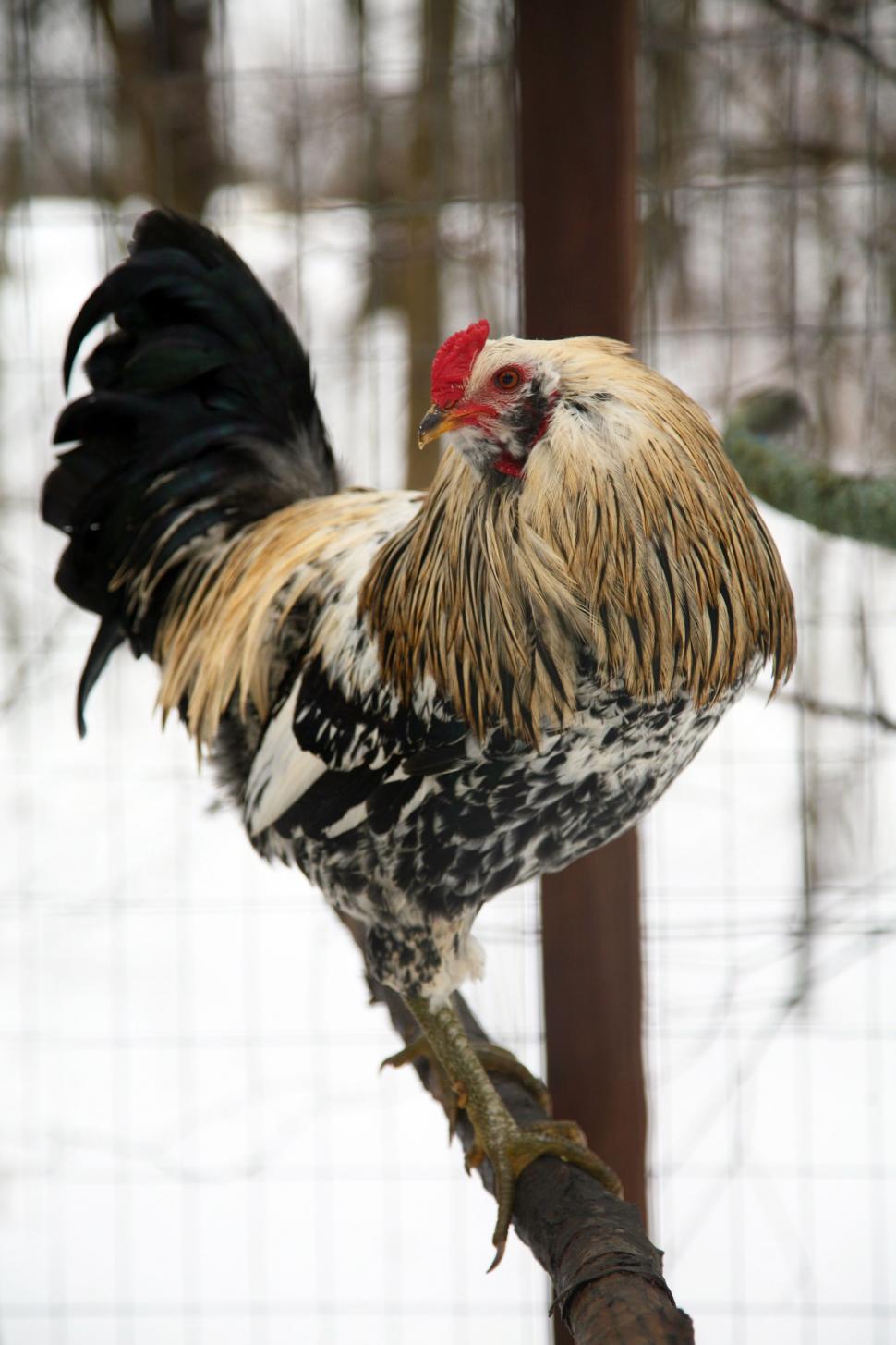 Free Image of Cold Weather Rooster 