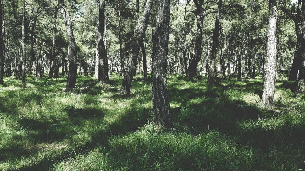Free Image of Grass and Trees in Forest  