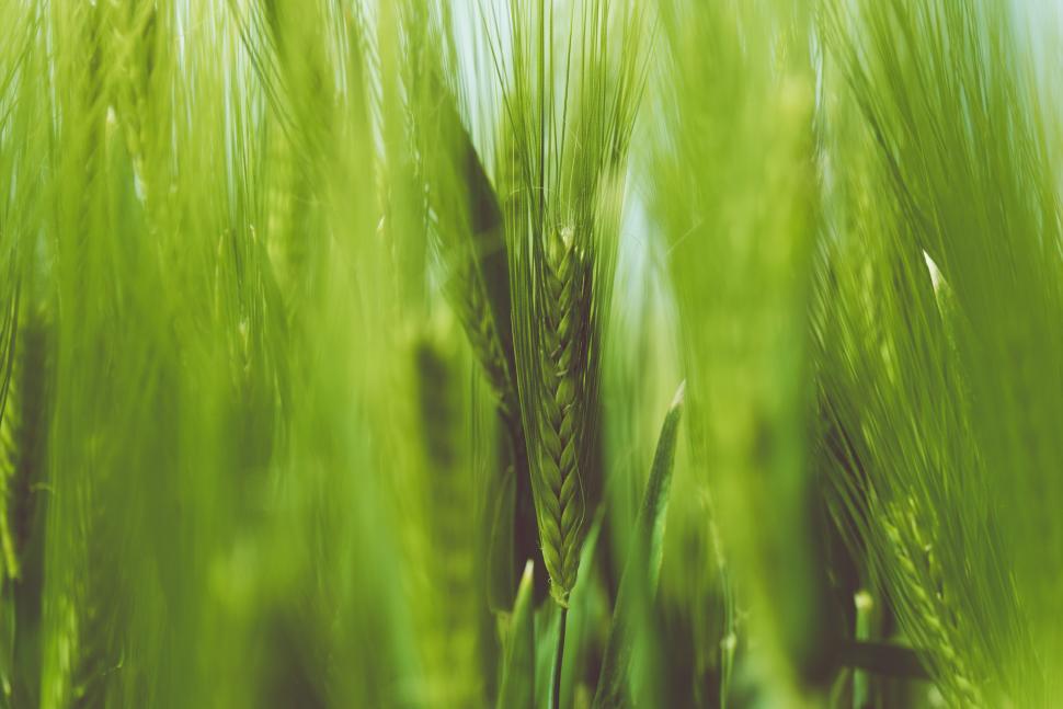 Free Image of Green Wheat Strands  