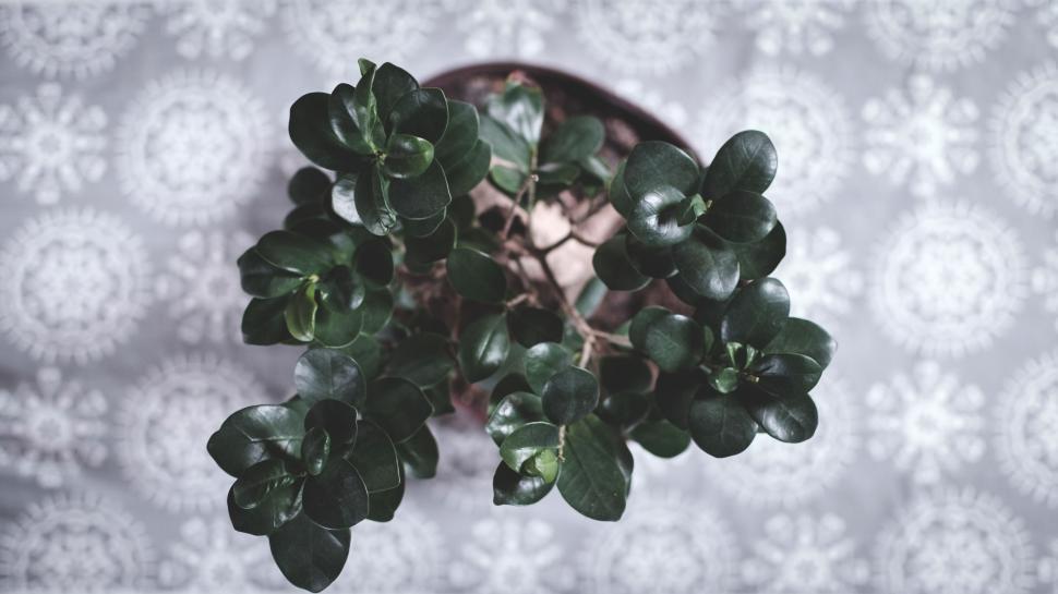 Free Image of Green Leaves Plant  