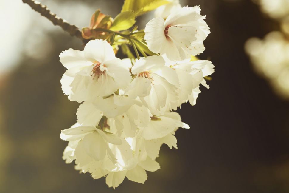 Free Image of Blooming White Flowers  