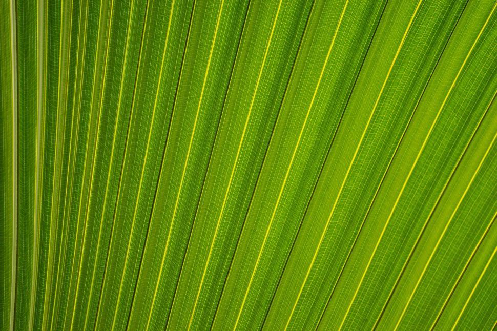 Free Image of Green Leaf  