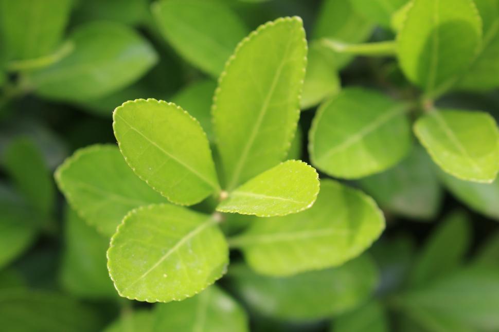 Free Image of Green Leaves - Detailing  