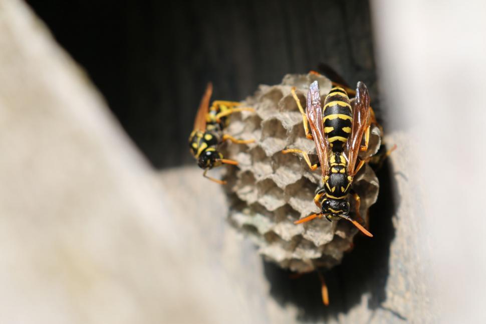 Free Image of Bees on Beehive  