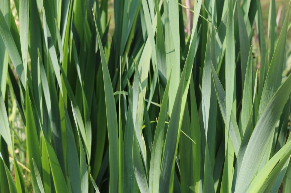 Free Image of Long Green Grass  