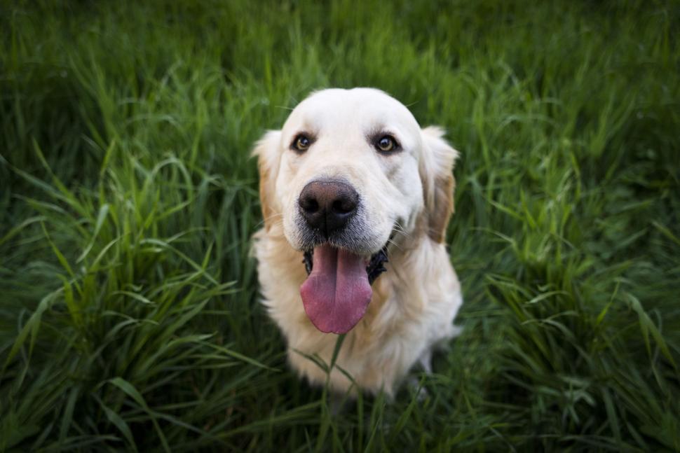 Free Image of Dog in grass 