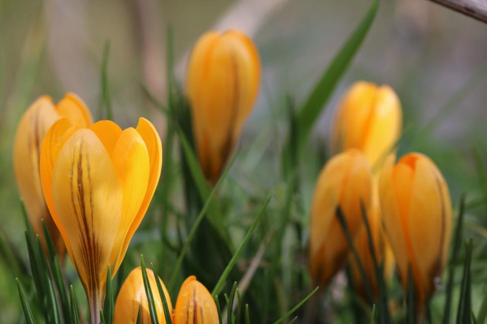 Free Image of Yellow Tulips  