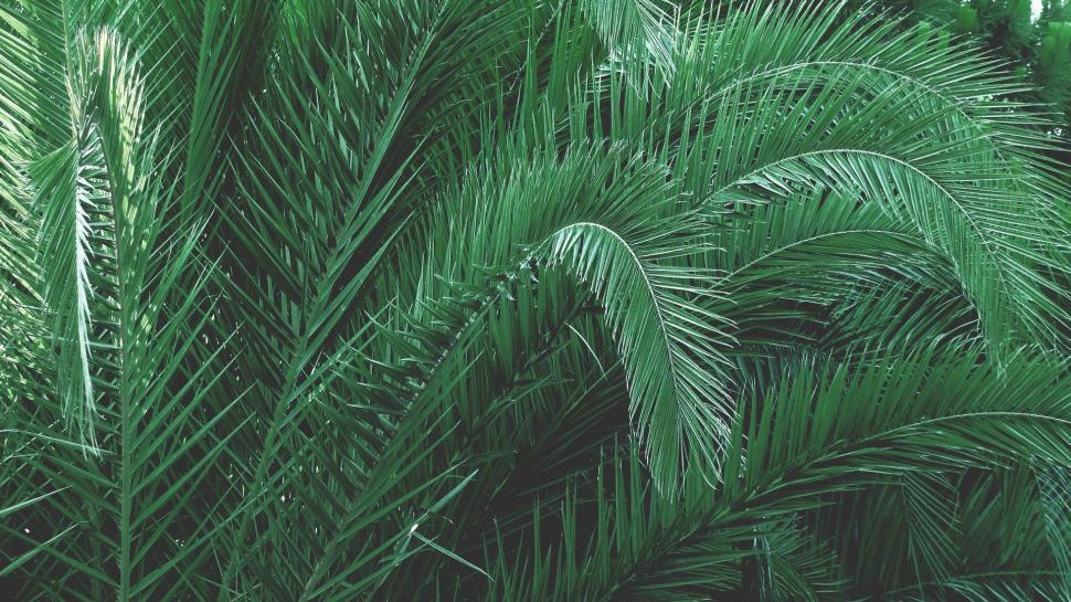 Free Image of Palm Tree Leaves  