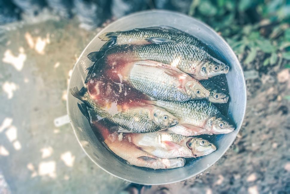 Free Image of Fishes in Container For Sale  