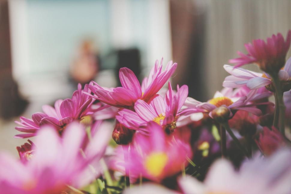 Free Image of Pink Flowers - Selective Focus  