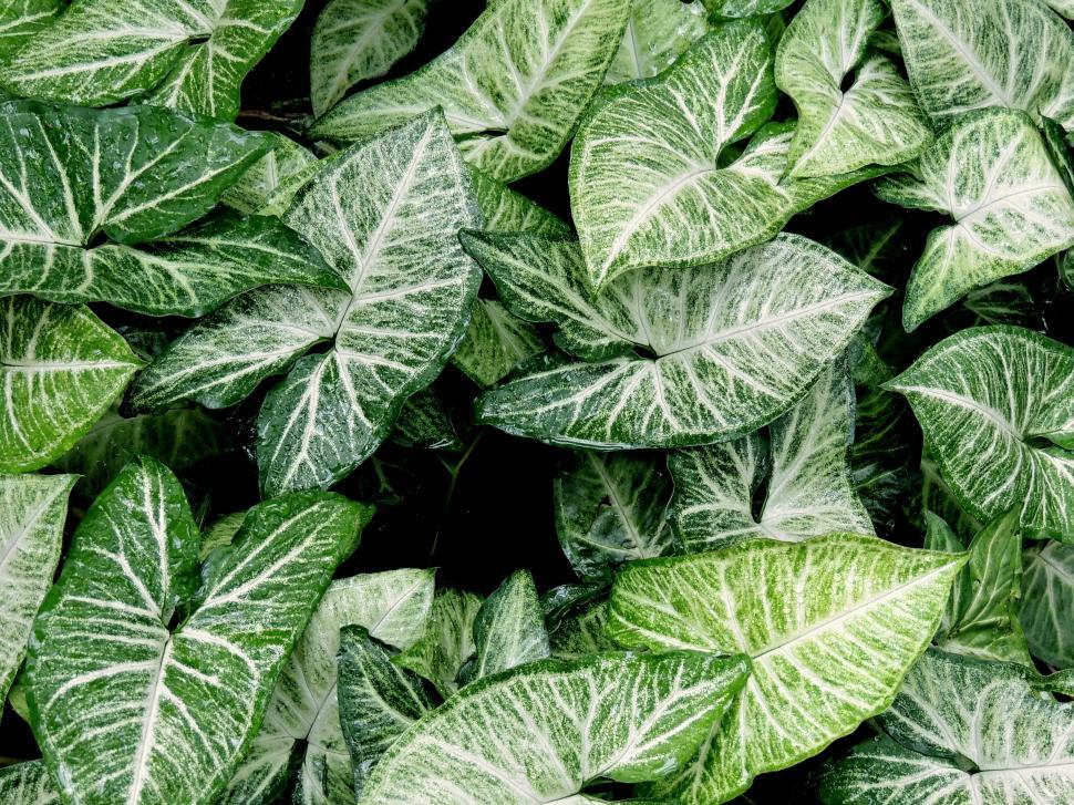 Free Image of Leaves With White Spots  