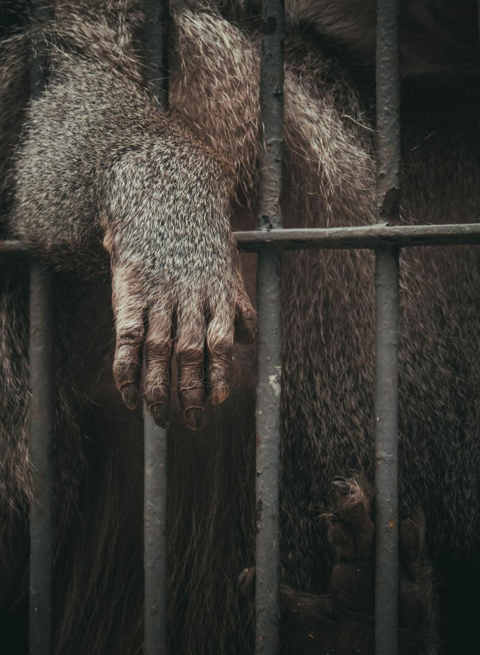 Download Free Stock Photo of Gorilla Hand 