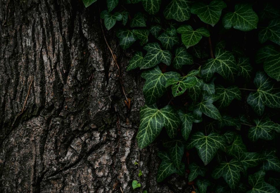 Free Image of Tree Trunk and Leaves  