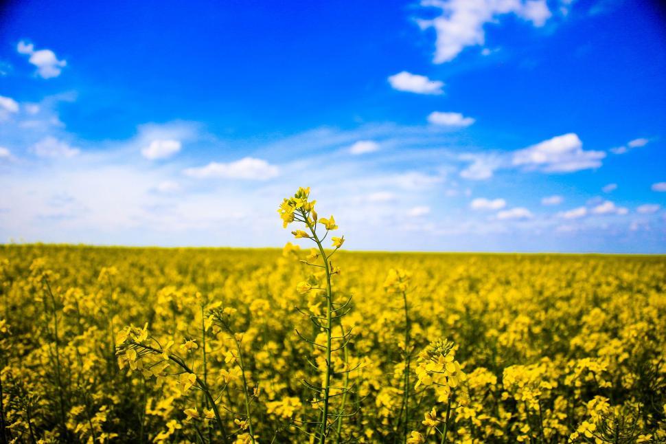 Free Image of Yellow Rapeseed Flowers  