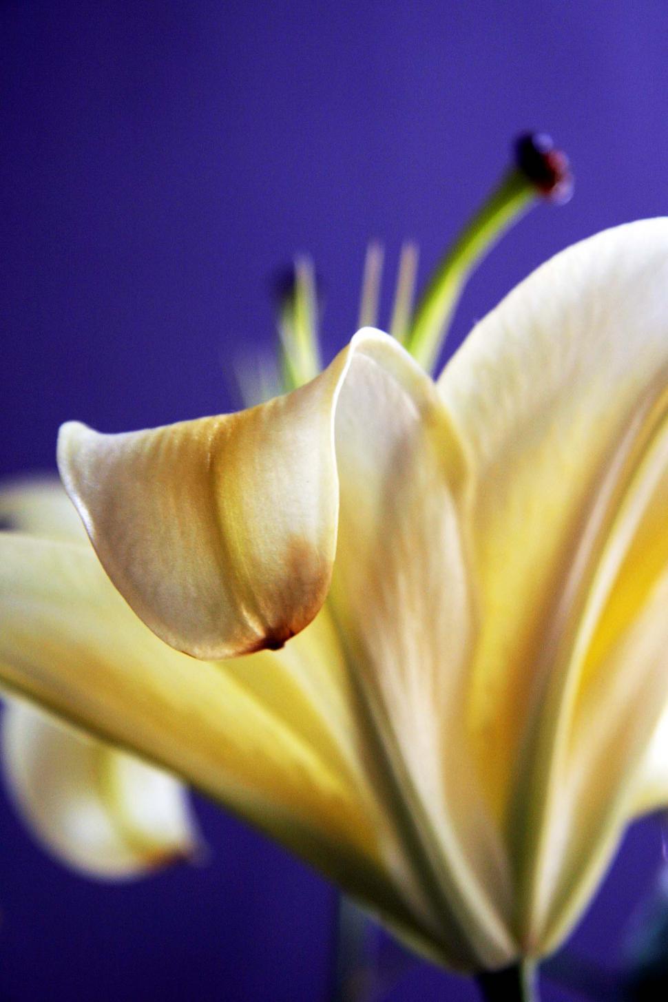 Free Image of Fresh lily flower 