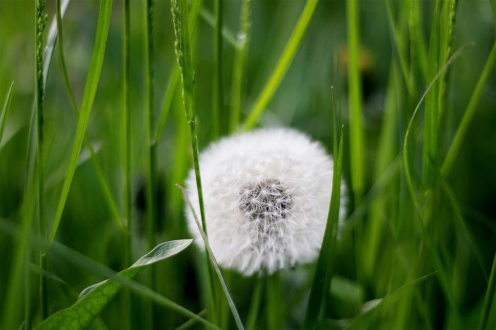 Free Image of One White dandelion  