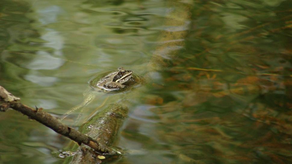 Free Image of Frog in Water  