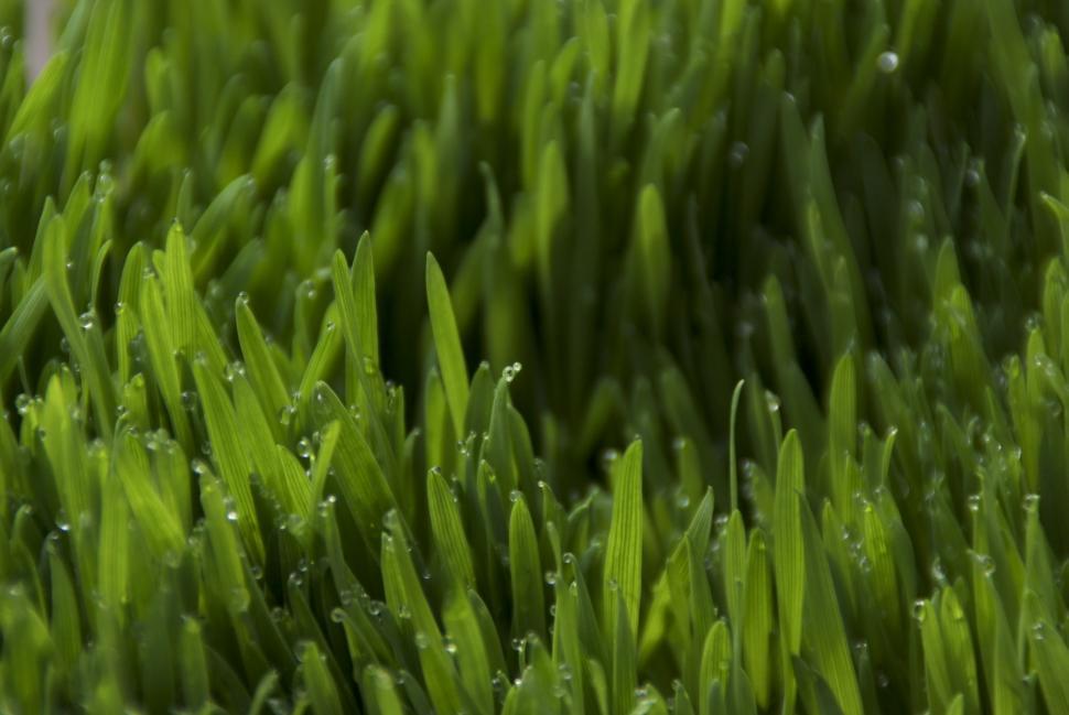 Free Image of Close Up of Green Grass With Water Droplets 